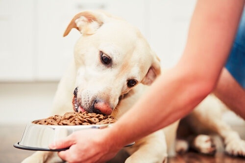 alimentar al perro