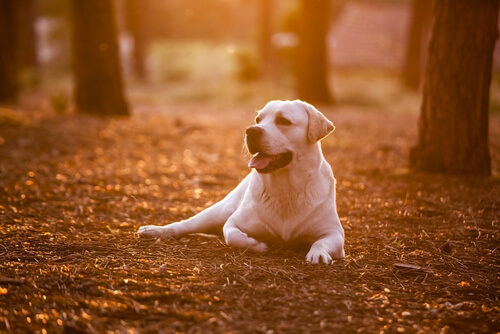 8 cosas que debes aprender de tu perro 8 cosas que debes aprender de tu perro