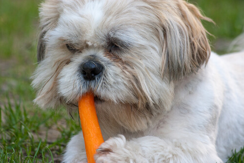 Los beneficios de la zanahoria para tu perro