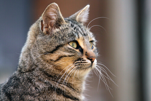 Los bigotes del gato cumplen varias funciones importantes.