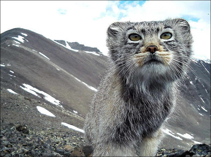 camara capto a un gato en peligro de extincion 2