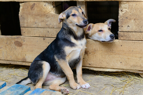 casas para perros callejeros