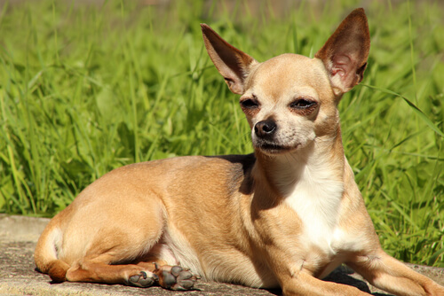 Conoce todo sobre los chihuahuas