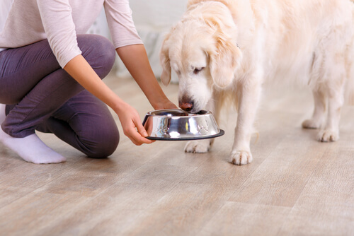 comida fresca para perros