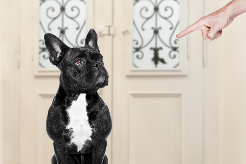 French Bulldog being pointed at: prevent behavioral issues.