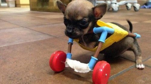 Conoce a Turbo Roo, un chihuahua con espíritu de superación