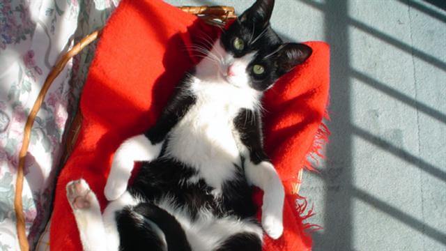 el gato muki 2