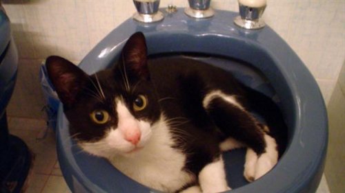 Muki: el gato que usó sus 7 vidas Muki: el gato que usó sus 7 vidas