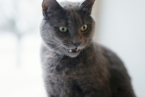 Descubre las señales de que tu gato se enfadó