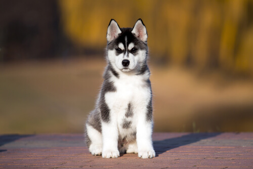 El uso del vinagre de manzana para nuestras mascotas