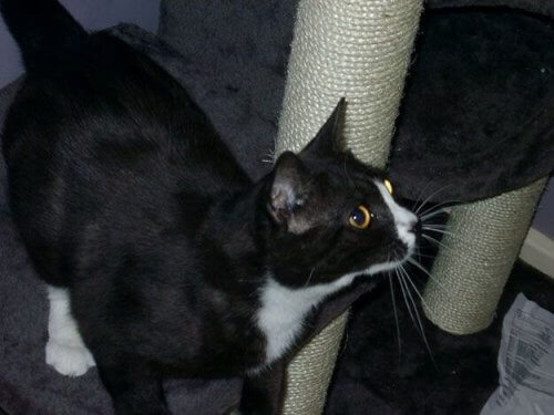Una gata desaparecida en Londres aparece en París 8 años después