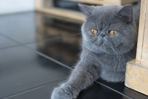 Persa, ¿el gato de pelo corto?