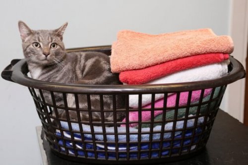 Un gato que sobrevivió a un ciclo de 60 grados de lavadora