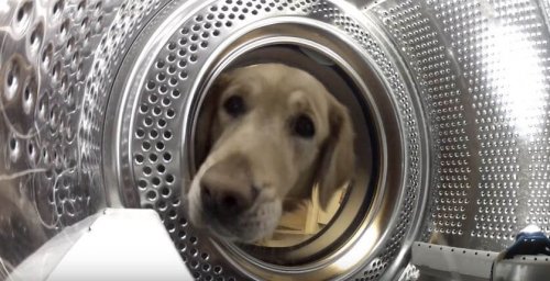 Perro rescata a su amigo de la lavadora