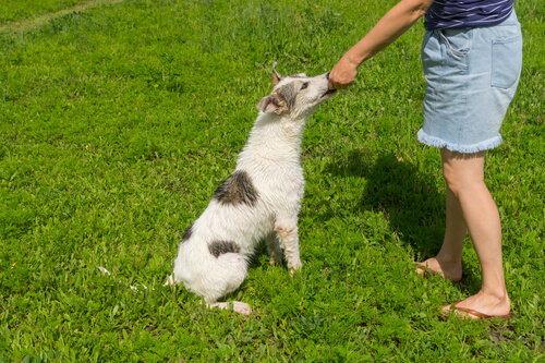 Woman playing with a dog in the grass