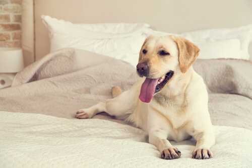 Perrita en la cama
