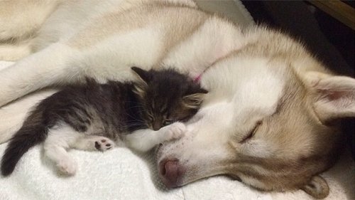 Lilo, la perra husky que adoptó una gatita