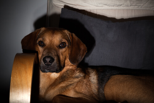 los perros pueden ver la tele