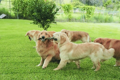 Golden retrievers playing in the park.
