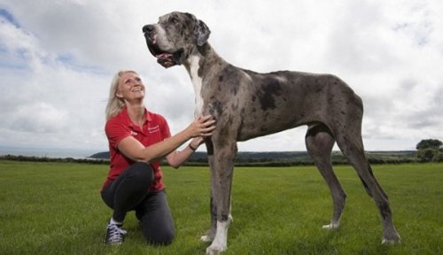 Conoce al perro más grande del mundo
