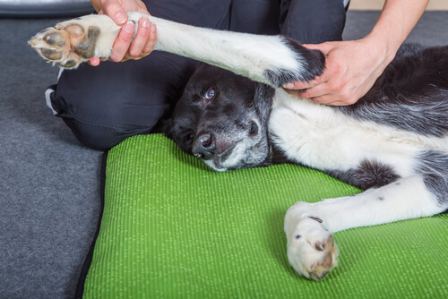 masajes para perros