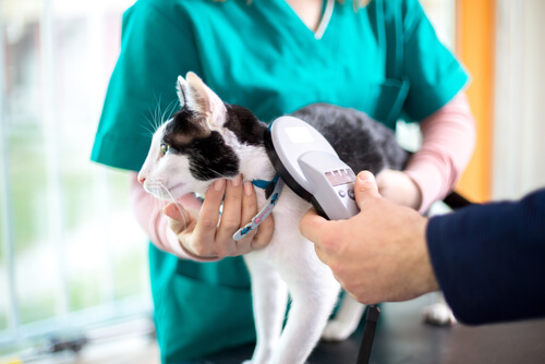 7 preguntas que tienes que hacer al veterinario