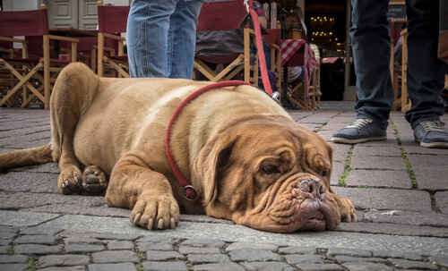 La noción del tiempo en los perros