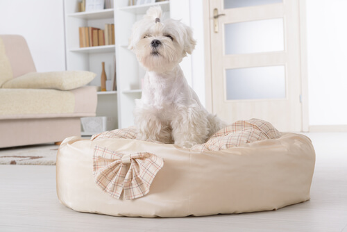 White long-haired doy sitting in a dog bed