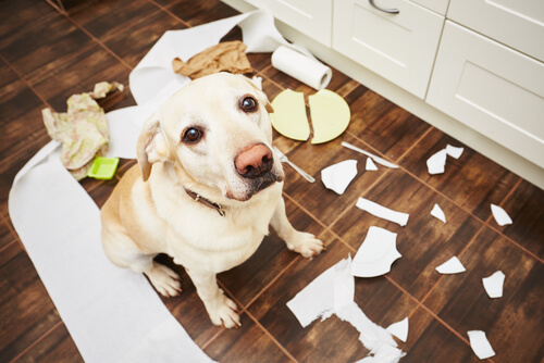 5 consejos para que tu perro no tenga problemas de comportamiento