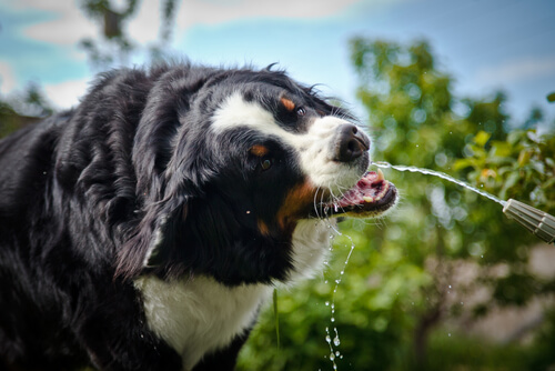 ¿Por qué algunos perros sufren de sed?