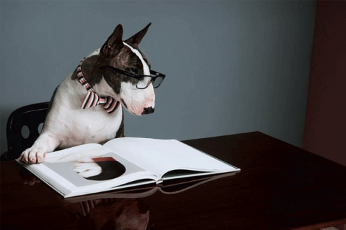 Neville, el perro de Marc Jacobs, se convierte en un escritor