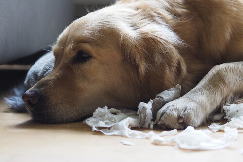 5 consejos para que tu perro no sea un destructor