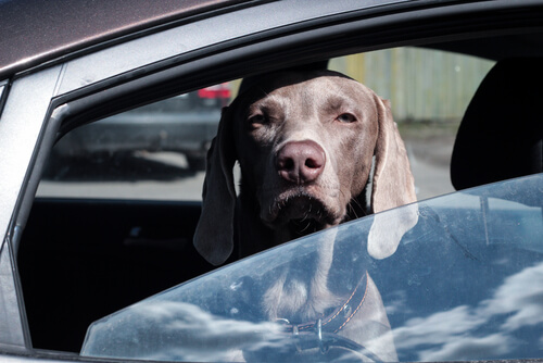Perro en el coche