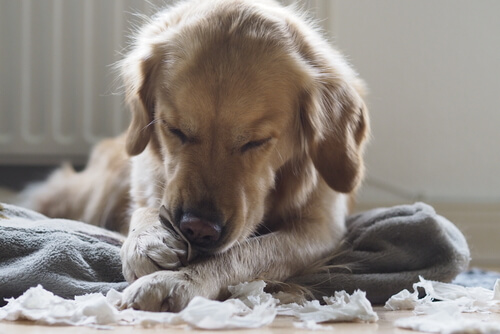 4 consejos para que tu perro no muerda los muebles