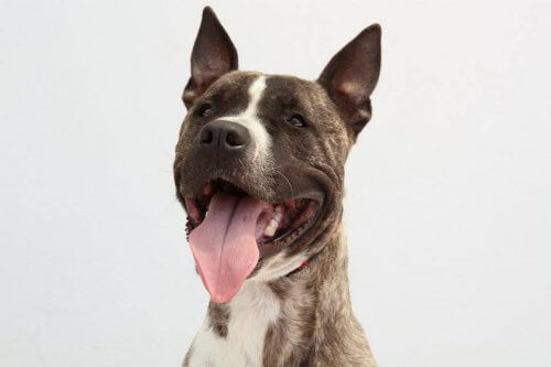 Ecoy, el perro robado y usado para peleas ilegales, busca un hogar Ecoy, el perro robado y usado para peleas ilegales, busca un hogar