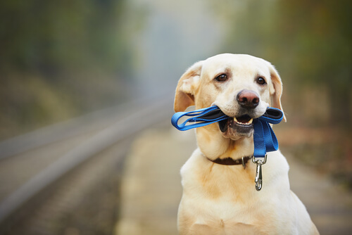perro usando collar