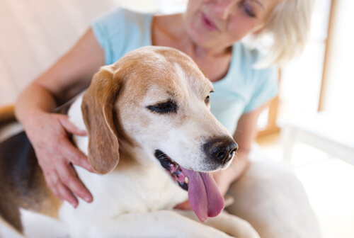 Perros detectores de gluten para ayudar a celíacos