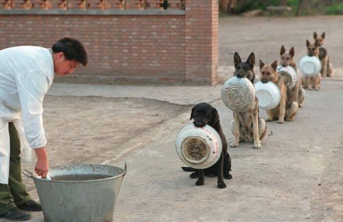 16 perros esperan su turno para comer