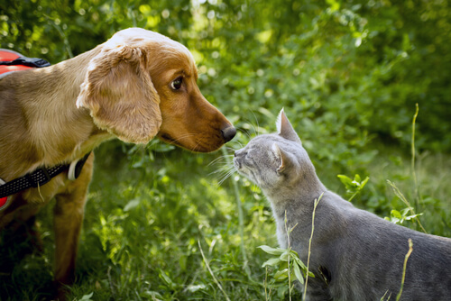 Perros y gatos: es posible socializarlos