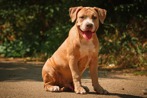11 razones por las que no debes escoger un Pitbull