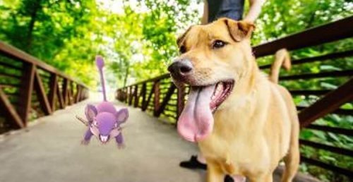 ¿Cómo el juego Pokemon Go salvó la vida de un perro anciano?