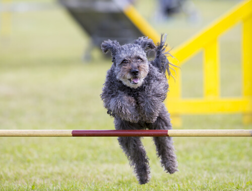 pumi, nueva raza de perro 2