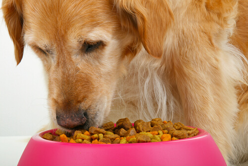 Receta de albóndigas que encantarán a tu perro