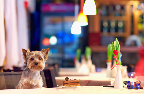 Un perro comiendo en un restaurante.