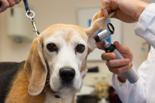 5 consecuencias de no hacer una revisión médica a tu mascota