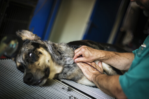 A dog at the blood donation center.