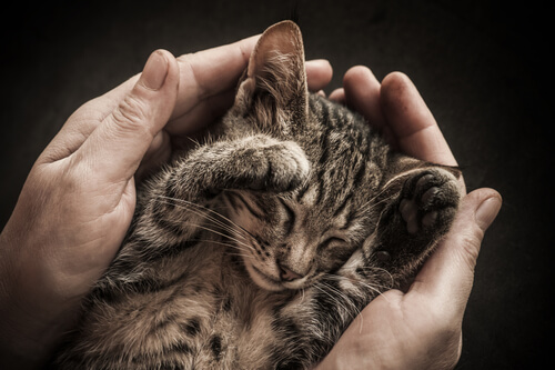 socializar a un gato