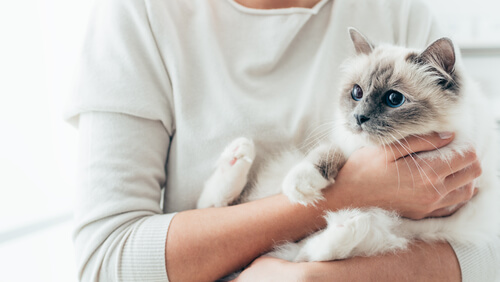 tener un gato