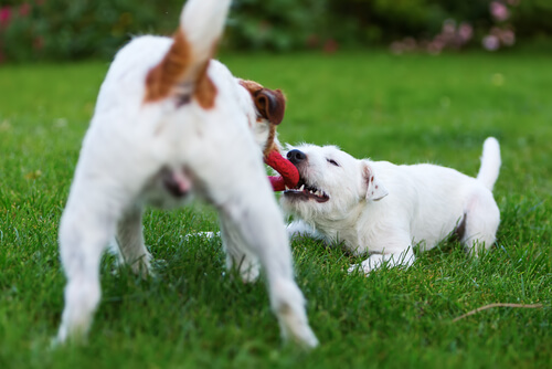 5 acciones que hacen feliz a tu perro