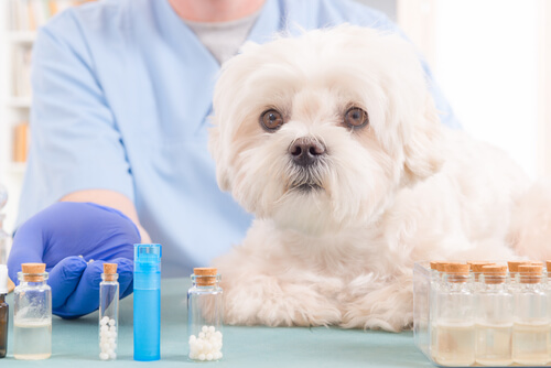 5 aceites naturales que deben estar en botiquín de tu perro